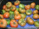 tomate raf 2ª