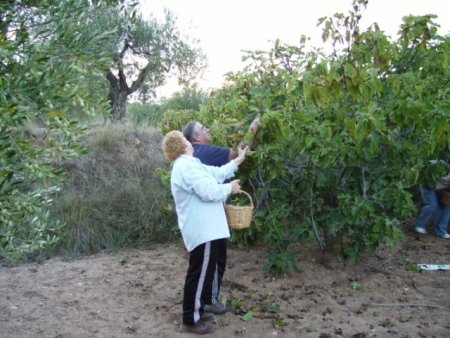 COGIENDO  HIGOS PARA LOS ROMEROS [640x480]