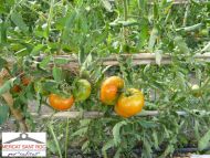 Propiedades y beneficios del tomate