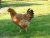 gallina campera entera