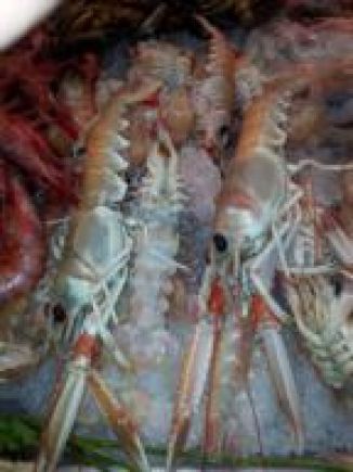 CIGALA MEDIANA CRUDA