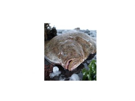 RODABALLO (PIEZAS SOBRE 1 KILO )