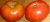 tomate  DUMAS