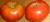 tomate DUMAS