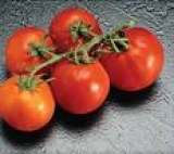 tomate daniela 