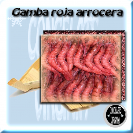 gamba roja arrocera