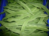 JUDIA PERONA (ancha) 