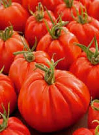 TOMATE valenciano