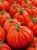 TOMATE Valenciano