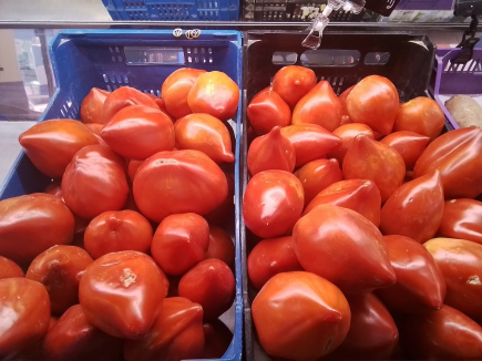 TOMATE Cor de bou 