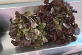 Lechuga  de HOJA DE ROBLE