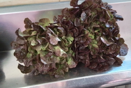 Lechuga  de HOJA DE ROBLE