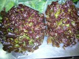 Lechuga Hoja de Roble
