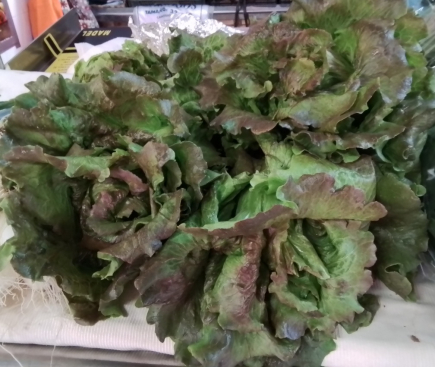 Lechuga MARAVILLA de verano