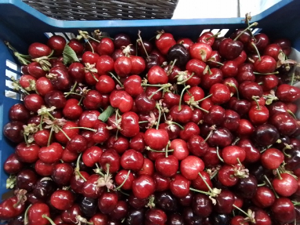 CEREZAS de la comarca (Almudaina)