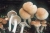 bolets de chopo