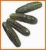 pepino español