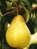 pera tendral (forever) orig:Italia