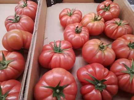 TOMATE ROSA de Almeria