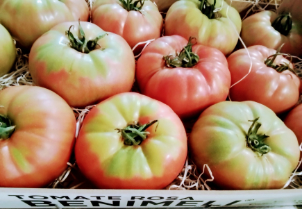 TOMATE ROSA del terreno