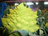 Romanescu