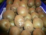 KIWI VERD