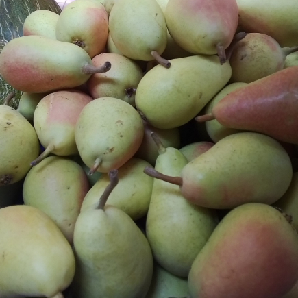 PERa ERCOLINA