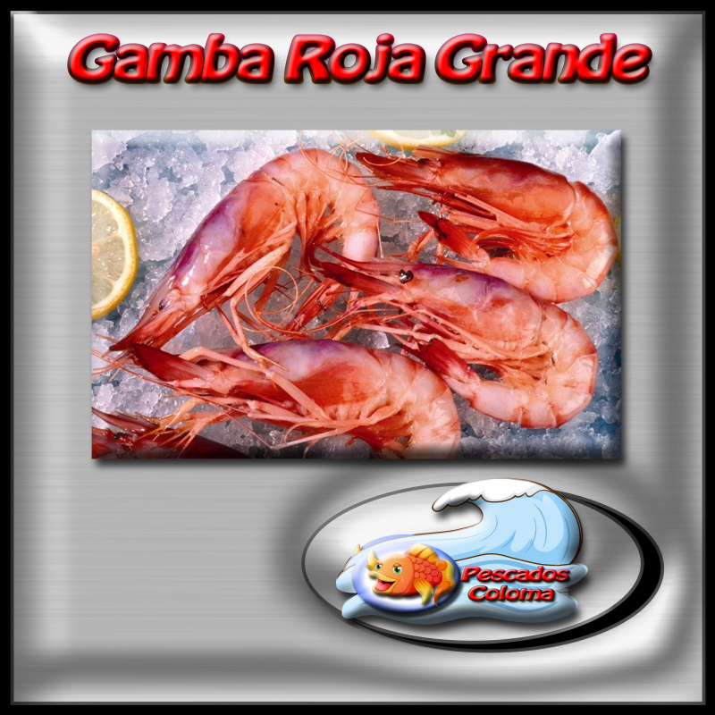 Gamba n°1 gorda