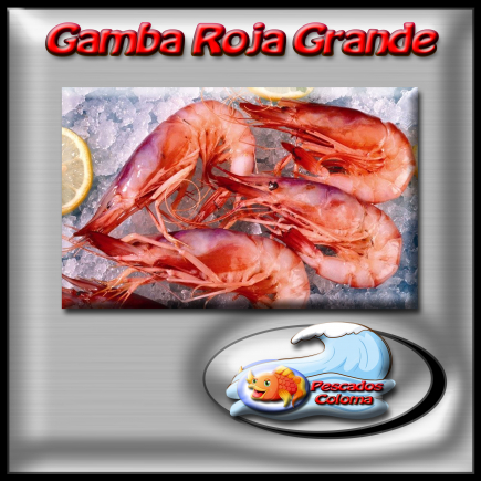 Gamba n°1 gorda