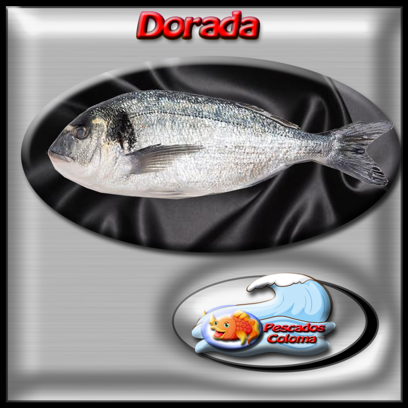 Dorada de 400/600