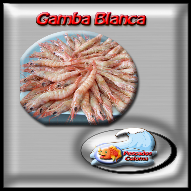 Gamba blanca