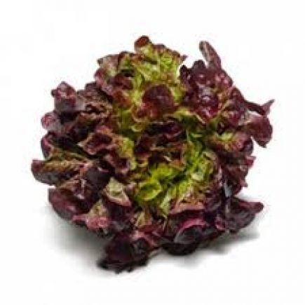 Lechuga roble