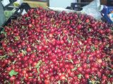 Cereza calibre pequeño