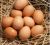 Huevos Camperos