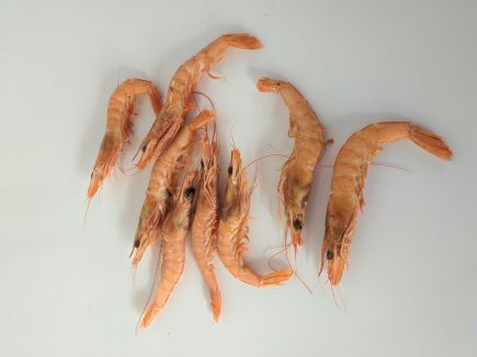 Gamba hervida salada