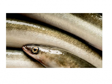 ANGUILAS (POR ENCARGO MINIMO 1 KG)