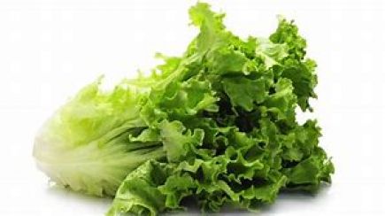 lechuga