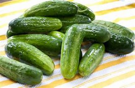pepinos  español del terreno