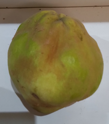 Membrillo