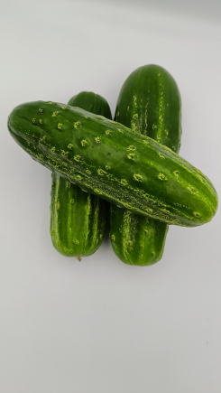 pepino 