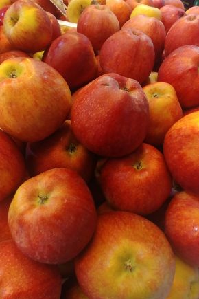 MANZANA DELICIO GORDA (SARGA) ROJA