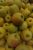 MANZANA GOLDEN GORDA (SARGA)