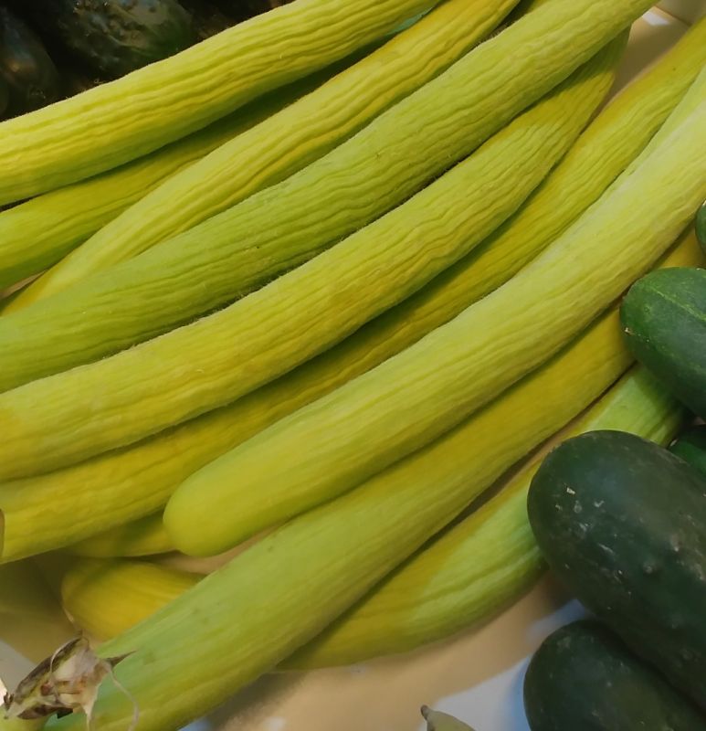 ANFICÒS