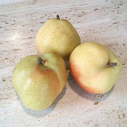 pera flor de hinvierno 1ª