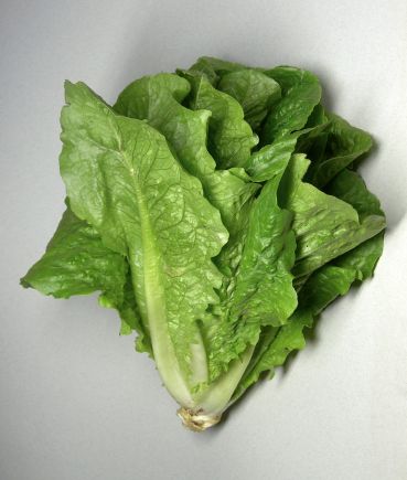 lechuga (pieza)