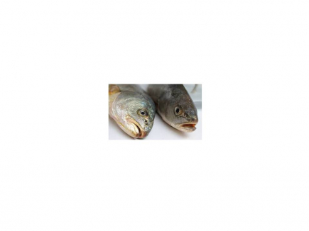 CORVINA
