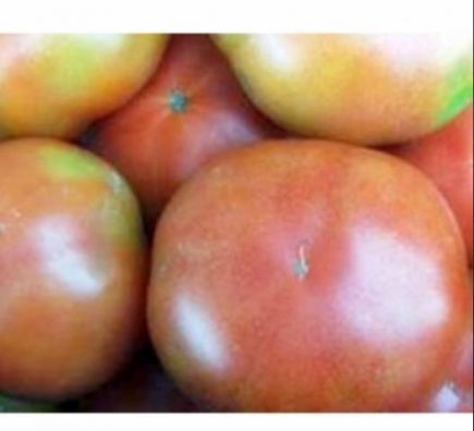 Tomate liso