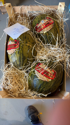 Melon caridul 