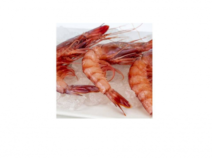 GAMBA ARROCERA