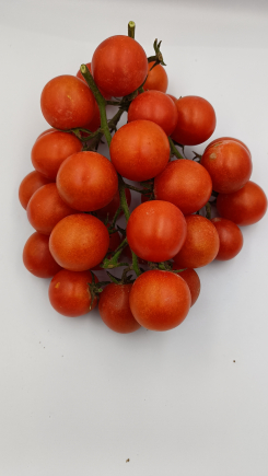 tomaquet cherry